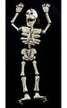 41" Human Skeleton - Paper Mach