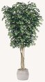 Earthflora's 14 Foot Custom Ficus Tree