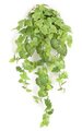 42" Potato Leaf Bush - 20" Width - 141 Leaves - Light Green
