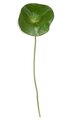 44" Lotus Leaf - Natural Touch (17" x 15" Green with Brown Edge)