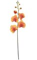46 inches Phalaenopsis Spray - 5 Coral Flowers - 6 Coral/Green Buds