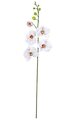 46 inches Phalaenopsis Spray - 5 Cream Flowers - 6 Green Buds