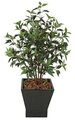 48 inches Ficus Bush - 5 Stems - Green - 31 inches Foliage Height - 30 inches Width