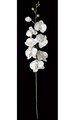5.5' Sequined/Beaded Phalaenopsis Spray - 7 Large Flowers - 1 Small Flower - 3 Green Buds - 35" Stem