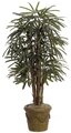 5' Lady Palm - Natural Trunks - 90 Fronds - Green- FIRE RETARDANT