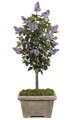 5 feet Lilac Tree - Natural Trunk - 15 Purple Flower Clusters