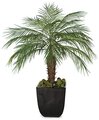 5' Phoenix Palm Cluster - 60" Wide - Bare Stem