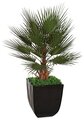 5' Plastic Washingtonia Palm Tree - Natural Boot Trunk - 17 Green Fronds