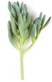 Earthflora's 11 Inch Fire Retardant Succulent - Green/grey