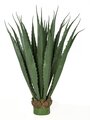 Earthflora's 36 Inch Large Outdoor Pandanus Plant In Green Or Burgundy