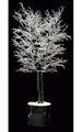 6 feet Upswept Ice Christmas Tree - White - Painted Black Natural Trunk