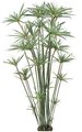 6 Foot Papyrus Plant - 27 Heads - 477 Leaves - Green