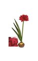 60 inches Amaryllis with Bulb and Roots - Red Flower Head - 3 Green Leaves
