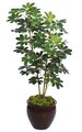 60" Baby Schefflera Bush x 3 - 407 Green Leaves - Bare Stem