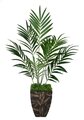 6.5' Kentia Palm - 7 Green Fronds - Bare Stem - FIRE RETARDANT