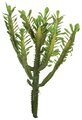 Earthflora's 24 Inch Euphorbia Trigona Plant