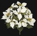 Earthflora's 14 Inch Cream/white Poinsettia Bush