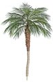 8' Phoenix Palm Tree - Synthetic Trunk - Bare Stem