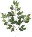Earthflora's 24 Inch Ficus Branch (Sold By The Dozen) IFR