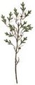 54" Plastic Pine Twig with Light Snow and Pine Cones - Green