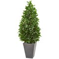 57” Bay Leaf Cone Topiary Tree in Slate Planter 