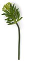 Earthflora's 11 Inch Aeonium Pick
