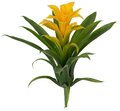 Earthflora's 12 Inch Guzmania Plant - Red Or Yellow