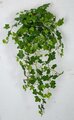 Earthflora's 45 Inch Hanging Sage Ivy Bush