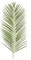 Earthflora's 46 Inch Areca Palm Branch