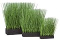 Earthflora's Planted Rectangle Pvc Onion Grass - 3 Sizes - 11 Inches, 16 Inches, And 19 Inches