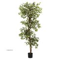 6’ Variegated Ficus Tree Topiary