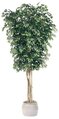 10' Ficus Tree - Natural Trunks - 6,048 Leaves - Fire Retardant