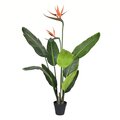 3' POTTED BIRD OF PARADISE 