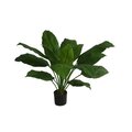 3 feet PTD Large SPATHIPHYLLUM BUSH (Price is a 4pc set****