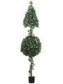Cone/Ball Shaped Ivy Topiary 