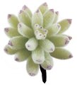 4 inches Plastic Agave Pick - Flocked Light Green/Mauve