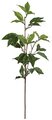 20 inches Ficus Spray - Green