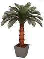 6 feet Cycas Palm Tree - Natural Boot Trunk - 24 Fronds - Bare Trunk