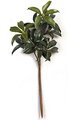 19 Inch Mountain Laurel Branch - 9 Leaf Clusters - Green