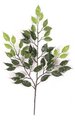 24 feet Outdoor Ficus Branch - 49 Leaves - Tutone Green