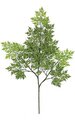 24 inches Ming Aralia Branch - Green (sold by dozen)
