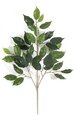 25" Ficus Branch - 38 Leaves - Green-sold by dozen