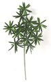 Earthflora's 24 Inch Podocarpus Branch (Sold By The Dozen)