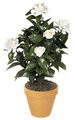 19 inches Outdoor UV Rated  Gardenia Bush - 43 Leaves - 5 Flowers - 3 Buds - White