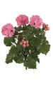 17" Outdoor Geranium Bush - 3 Flowers - 2 Buds - Pink - 12" Width - Bare Stem