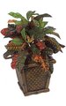 20 inches Croton Bush - 66 Leaves - Multi Color - Bare Stem