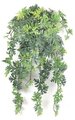 30 inches Citronella Bush - 173 Leaves - Frosted Green