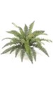 Fishtail Fern - 30 Fronds - 31 inches Width - Green - Bare Stem