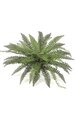 Fishtail Fern - 50 Fronds - 39 inches Width - Green - Bare Stem