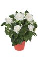 16" Gardenia - 112 Leaves - 8 Flowers - 3 Buds - Cream - Plastic Pot